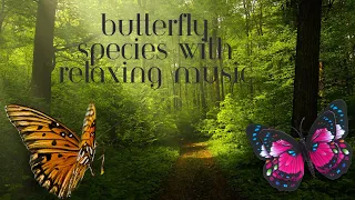 Butterfly species with relaxing music