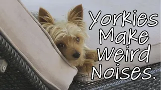 Why do Yorkies Make Weird Noises?