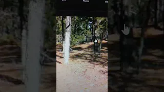 DOGMAN IS CAUGHT ON VIDEO MANIFESTING FROM IT'S "TREE PORTAL"