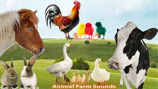 Farm Animal Sounds: Horse, Cow, Duck, Chicken, Rabbit - Animal videos