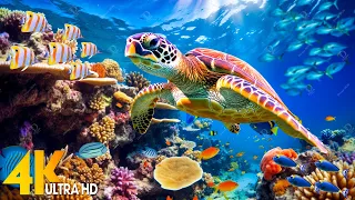 Under Red Sea 4K - Beautiful Coral Reef Fish in Aquarium, Sea Animals for Relaxation - 4K Video #8