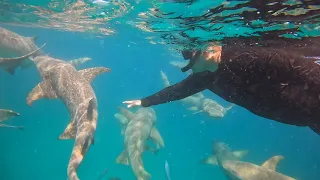 Sharks!!! - Fulidhoo, Maldives VLOG Day 04- November 2022