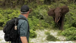 Cyril gets charged by elephants! - Chasing Monsters