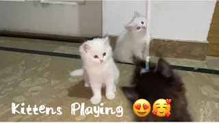 Cute Kittens Playing 😍😍 - 5 mins kitten Therapy | Home pets
