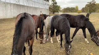 Дубровский конный завод 🐴