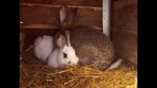 Спаривание кроликов!