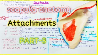 scapula anatomy l Attachments l PART-3