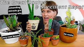 repotting my cactus + succulent collection 🌵 how to make store bought soil better & root bound aloe