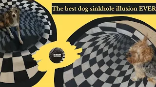 🐶 The best dog sinkhole illusion video ever #dogsfunnyvideo #OpticalIllusion #IndoorSinkhole