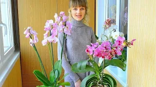 Как из одной орхидеи получить две . Омоложение орхидеи . Что делаю я