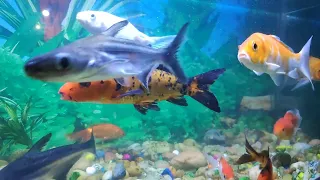 colour full Aquarium fish,Gold fish, crocodile fish 22