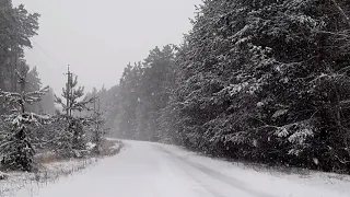 Снежная Буря в лесу. Звуки метели и воющий ветер для отдыха. Зимняя атмосфера для сна