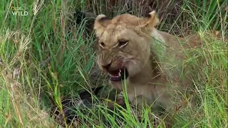 Смертоносная Африка. Саванна. Док фильм Nat Geo Wild