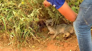 CHARLLES TIRINGA E A RAPOSA DOIDA “CACHORRO DO MATO “ | COMÉDIA SELVAGEM ®