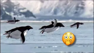 Penguins उड़ सकते है ? 😱😳 || Do Penguins Fly ! || FactTechz facttech #shorts