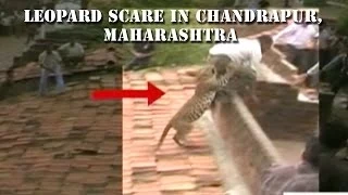 Leopard causes scare in Chandrapur