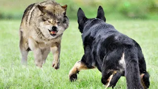 Only These Dogs Can Defeat a Wolfdog