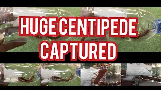 Huge Centipede Captured in Jamaica