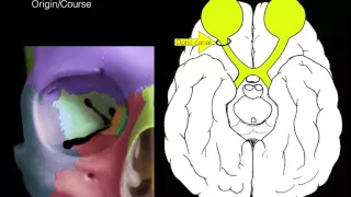 Cranial nerves I and II