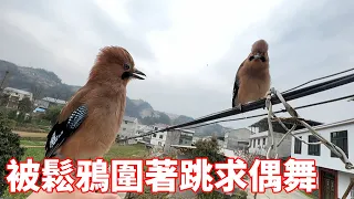 Young man amid jays danced for favor  even quarreled—big deal [masked bird bro].