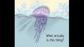 The Portuguese man o' war: is it one animal or several? Both, actually.