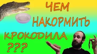 ЧЕМ НАКОРМИТЬ КРОКОДИЛА? Советы по кормлению крокодилов!