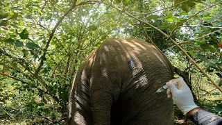 The accident happened to the biggest animal on earth ‍._ elephant treatment in Sri Lanka.