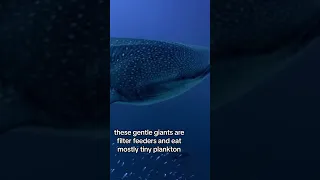 Whale sharks are not whales!