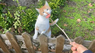 Our Stray Cats Who Helped Us Prepare Breakfast And We Ate Together