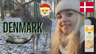 🎅DENMARK in Dec🦌(Deer Park, Cities, Meadery Tour)✈️ | Dec 2022