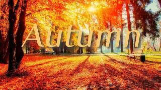 3 Hours of Relaxing Autumn Guitar Music For Relaxing, Rest, Study and Camling