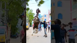 Nellore shakeer horse dance 7095786921💓💓