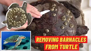 Rescue Sea Turtle | Removing Barnacles From Poor Sea Turtle | Saving Sea Creature