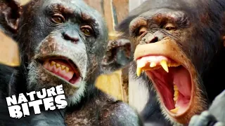 SCARIEST Chimp Attacks | The Secret Life Of the Zoo | Nature Bites