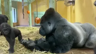CUTEST SPOILED BABY GORILLA./PLAYING WITH HIS HUGE DAD GORILLA AND HIS FAMILY.