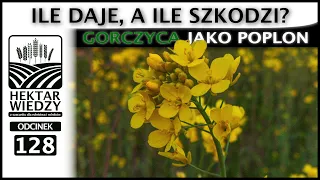 SILOSY NA GRANICY | GORCZYCA JAKO POPLON  ILE DAJE, A ILE SZKODZI? | ODCINEK 128