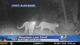 Mountain Lions Captured On Surveillance Camera