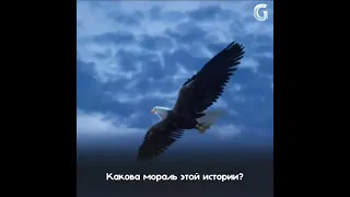 Единстыенная птица, которая осмелится клюнуть орла -это ворона