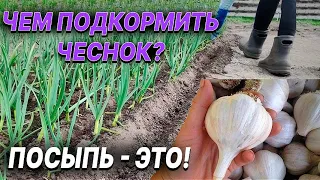 Чеснок не пожелтеет! Первая подкормка Озимого чеснока весной для большого урожая!