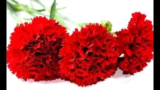 Как Просто Сделать Цветы Красная Гвоздика Своими Руками 🌸 поделки из бумажных салфеток цветы