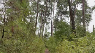 Абхазия, Пицунда, дорога к морю через лес. Бесплатный рыбный магазин.