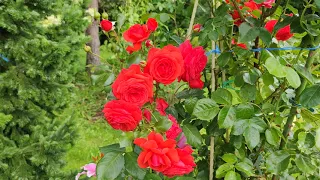 Красавица плетистая роза Салита.