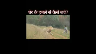 शेर के हमले से कैसे बचे।How To Avoid Lion Attack|| #shorts #lion