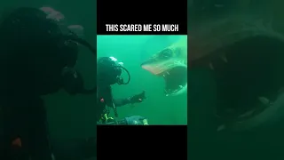 I found a Shark while Scuba Diving a Quarry