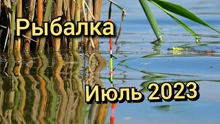 Рыбалка на поплавок 27 июля 2023!Заплыл на лодке в камыш и был в шоке.Дикие атаки окуня на поплавок