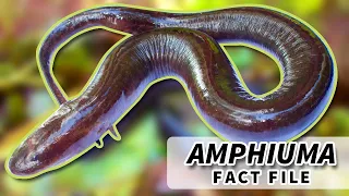 Amphiuma facts: United States' LONGEST Salamander | Animal Fact Files