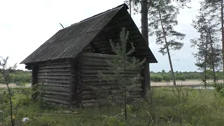 День в тайге. Таежная изба. Собираем грузди и белые грибы.