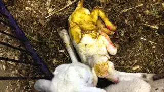 Lambing video 2016