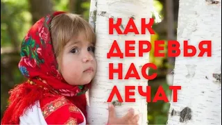 🌳🌲Как ЛЕЧИТЬСЯ ДЕРЕВЬЯМИ. ЦЕЛЕБНАЯ СИЛА деревьев