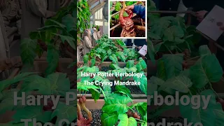 Mandrake is Real #harrypotter #cryingmandrake #warnerbrosstudios #wizardingworld #mandragora #shorts